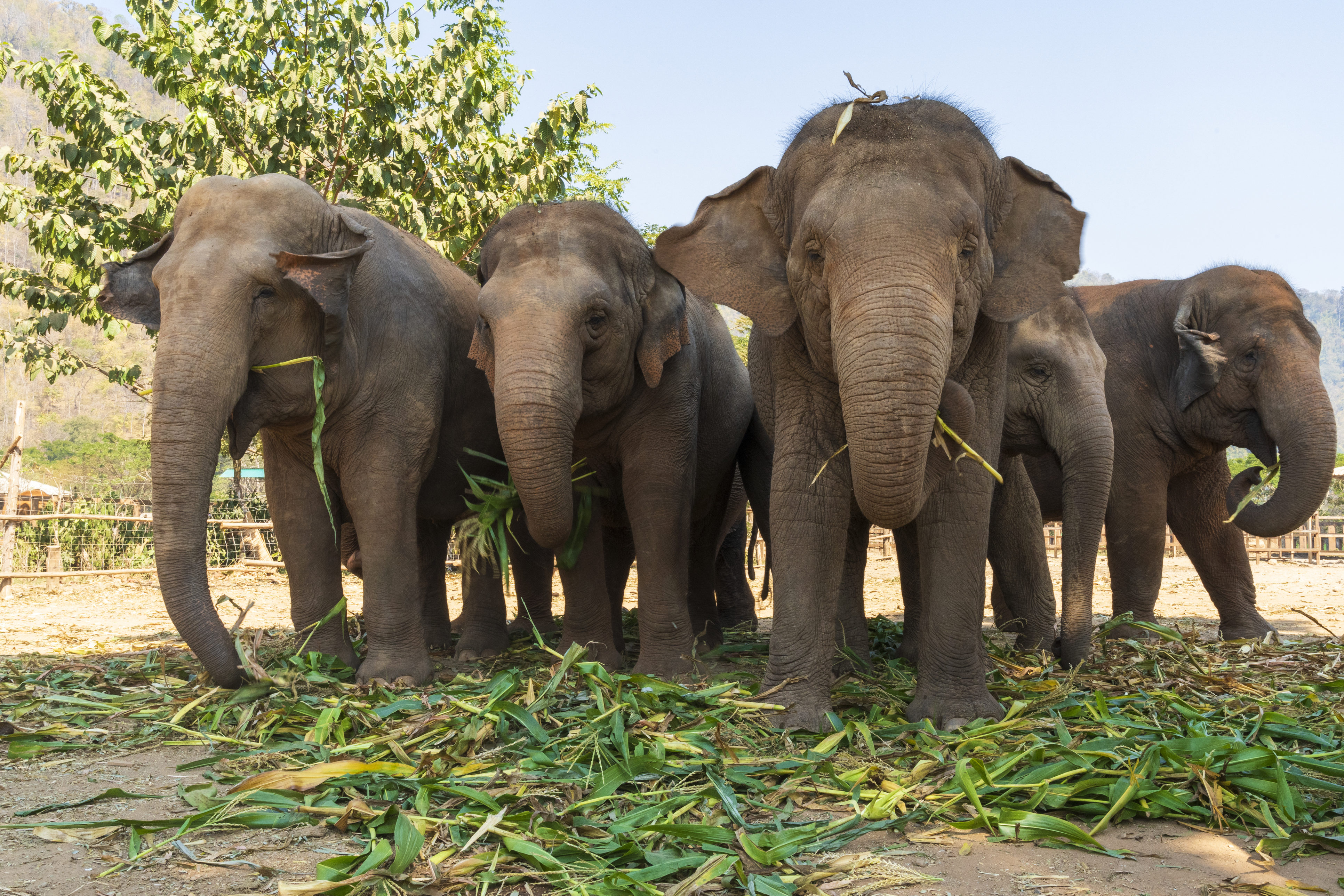 Elephant herd
