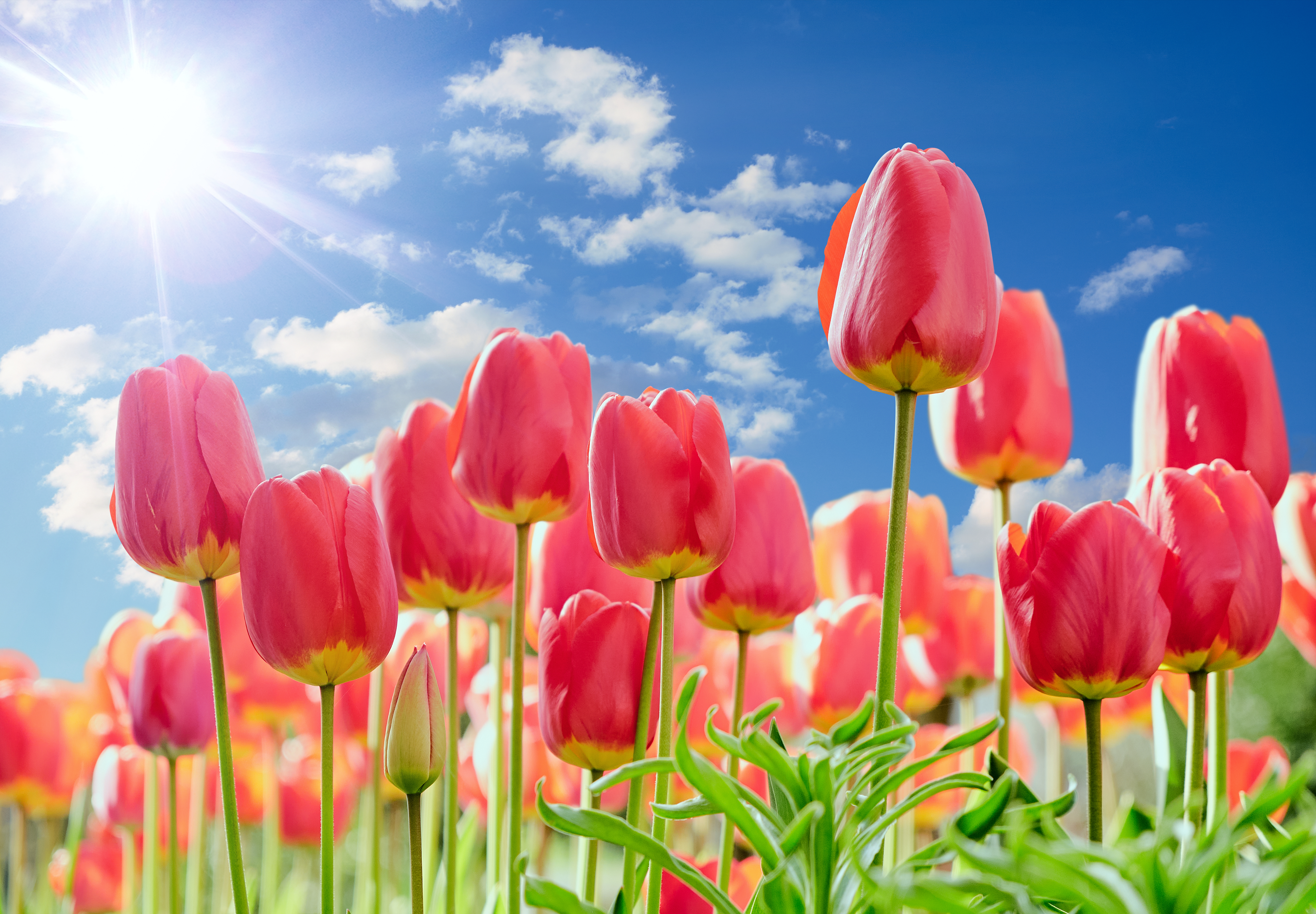 Tulips blooming